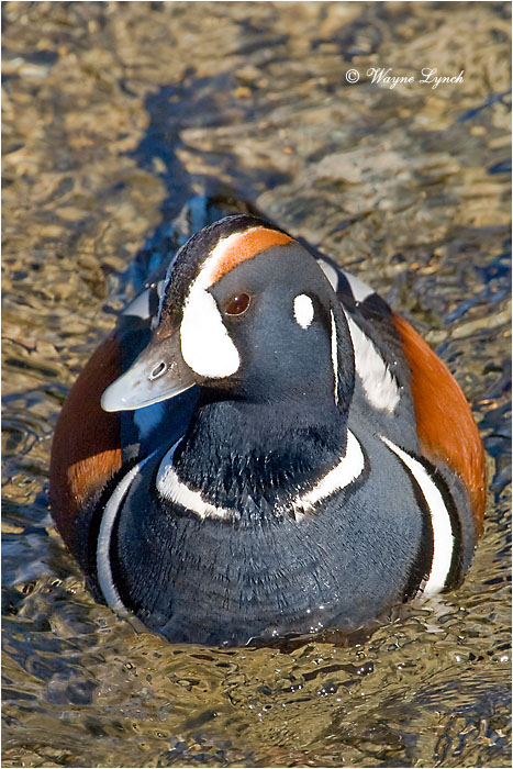 Harlequin Duck by Dr. Wayne Lynch &copy;